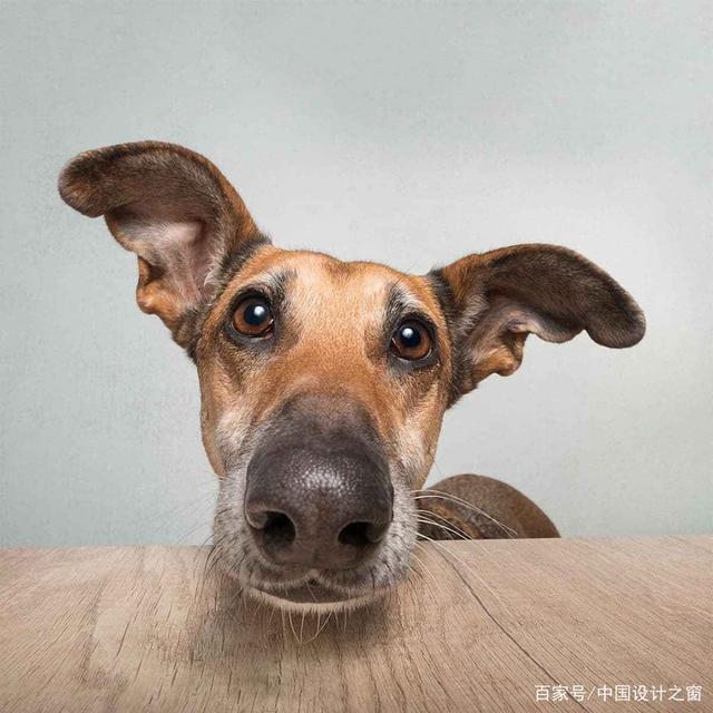 这些滑稽的小狗照片,个性独特让人不得不爱