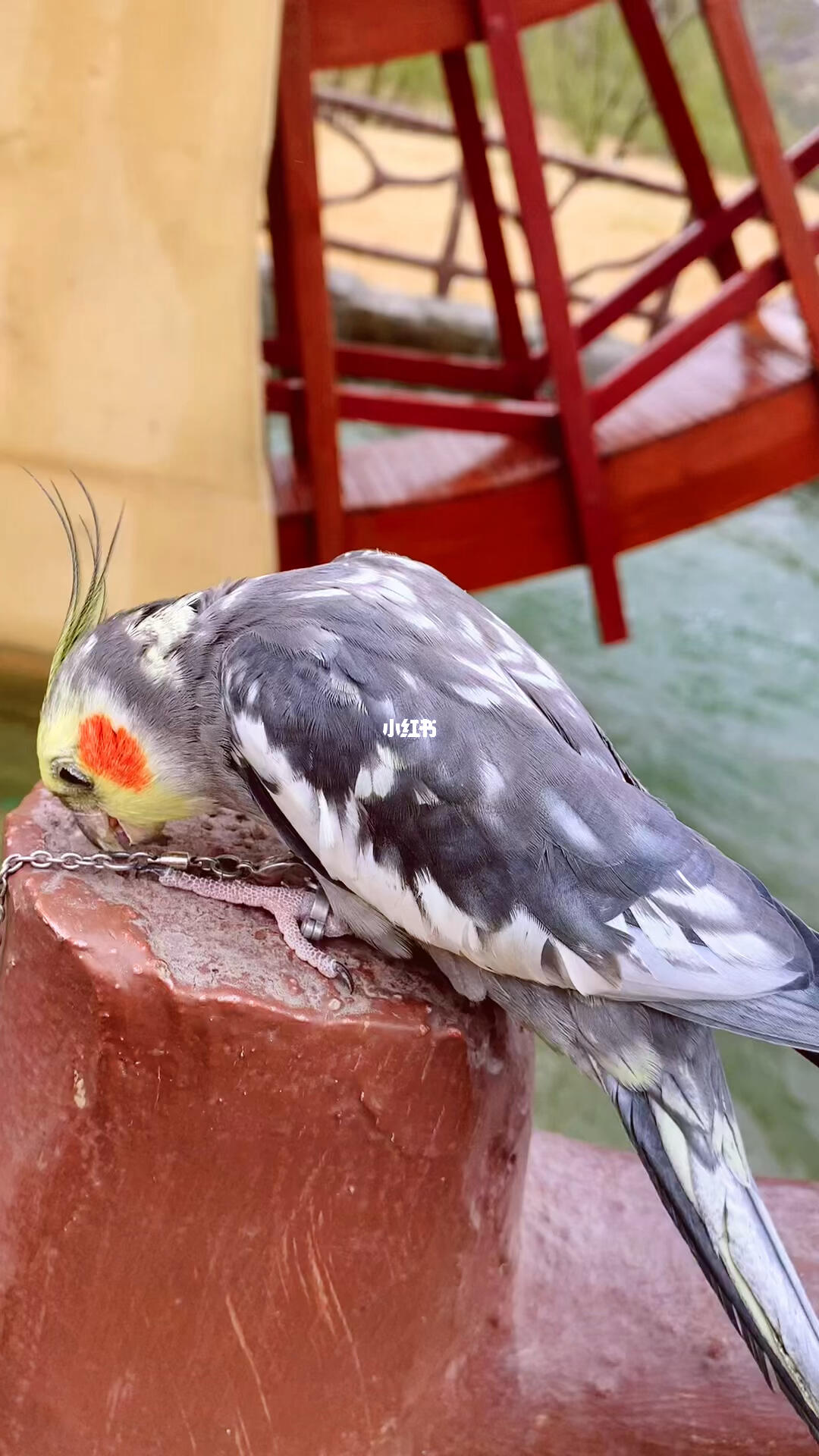 玄凤珍珠公的蜕变