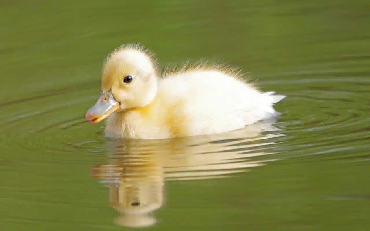 可爱毛绒绒小黄鸭图片桌面壁纸