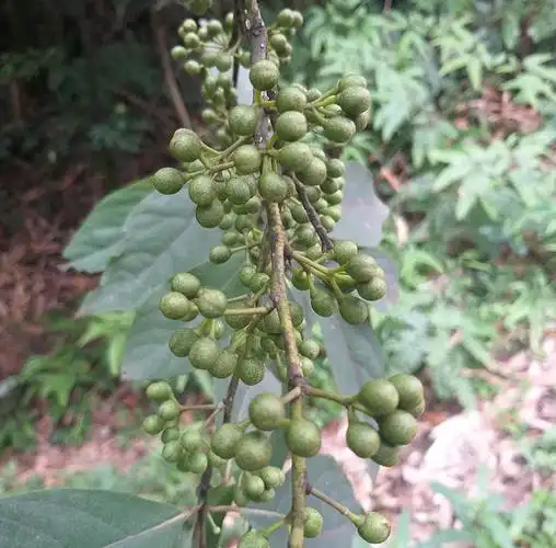 木香子的功效与作用