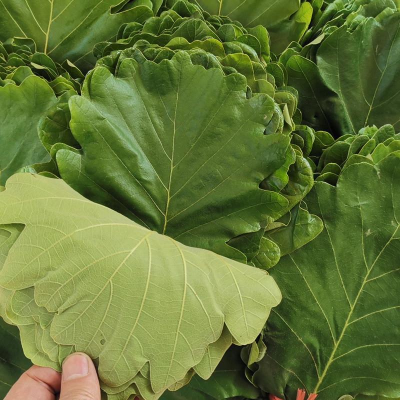 伯乐子叶粽子叶饼包叶桲椤菠萝新鲜柞树叶伯乐玻璃树叶