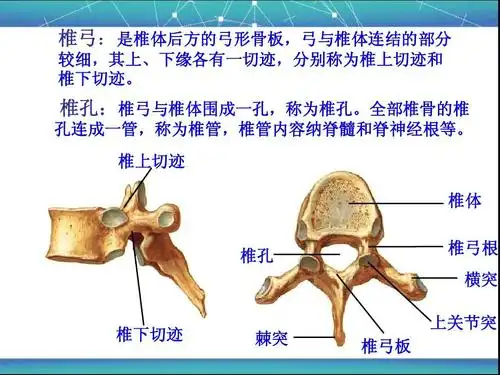 所有分类 人文社科 教育学/心理学 脊柱区局部解剖学ppt 椎弓:是椎体