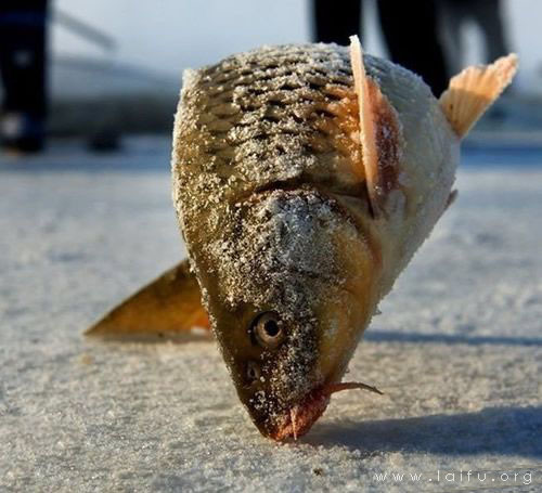 冬天,一条鱼跳上来之后回不去了