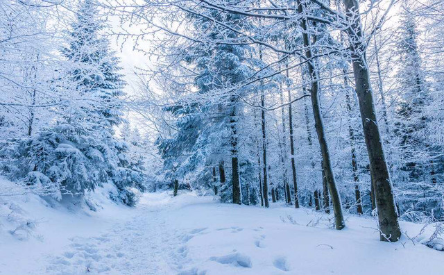 白雪皑皑是哪首诗_关于冬日白雪皑皑的诗句