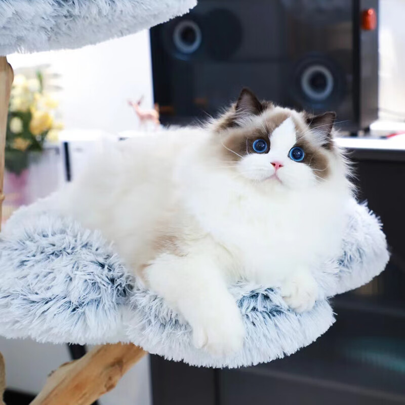 诗桐布偶猫仙女猫幼崽活体宠物级繁育级赛级小猫咪幼猫【猫咪送到家】