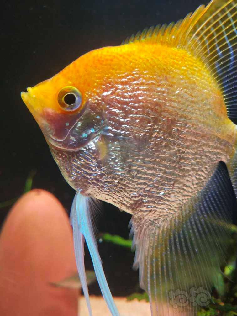 神仙鱼 熊猫仙公母大特写