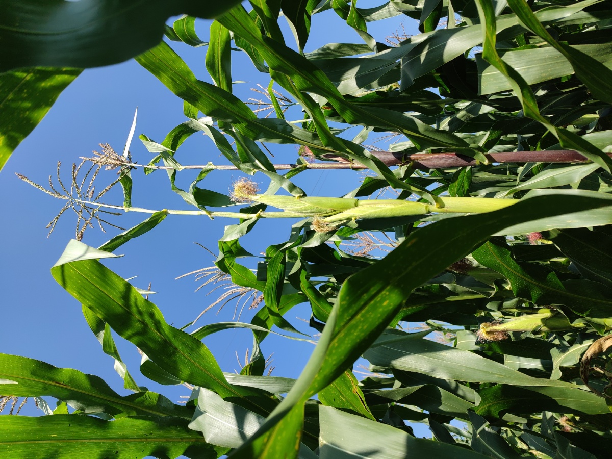 早晨的玉米地里72