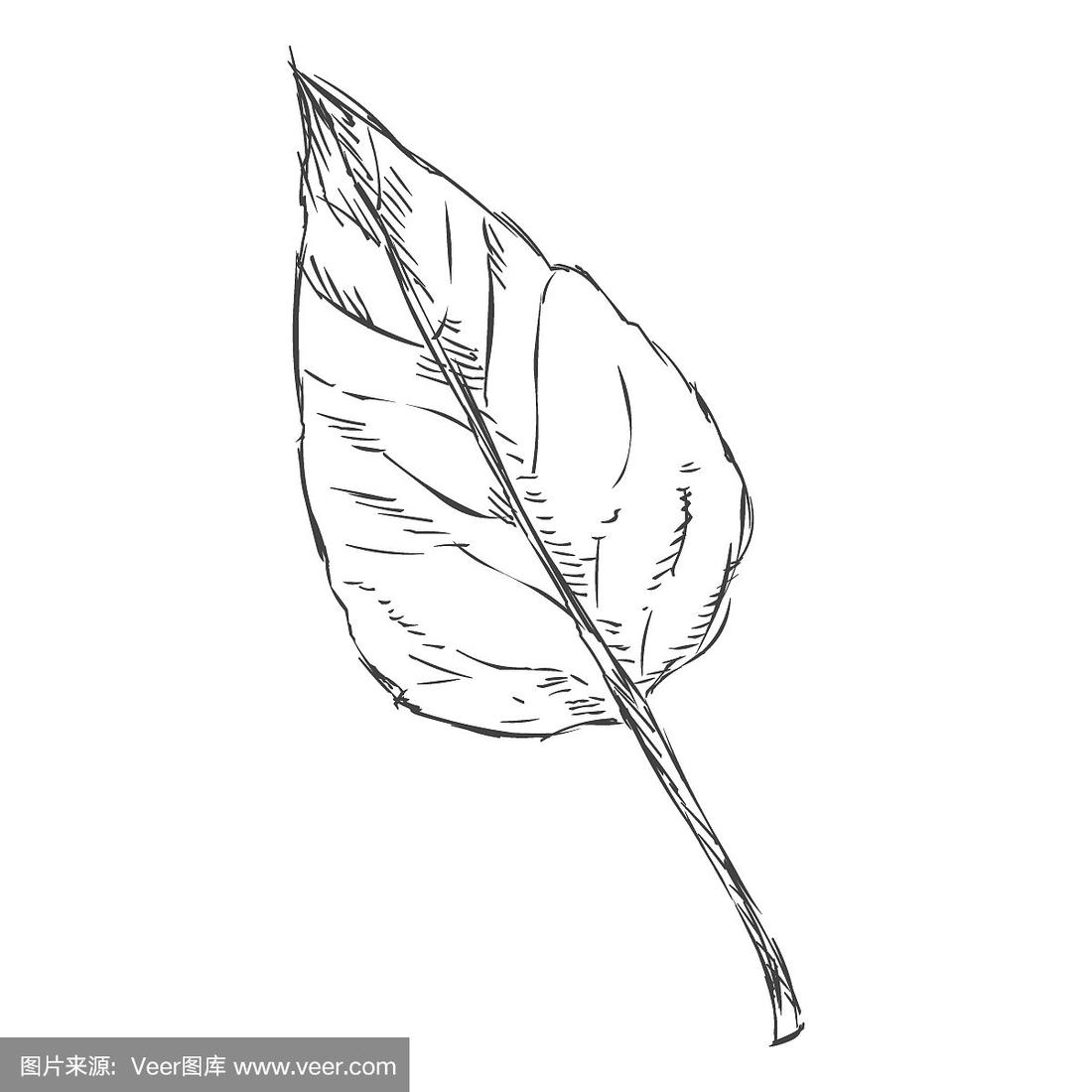 杨树叶矢量单素描