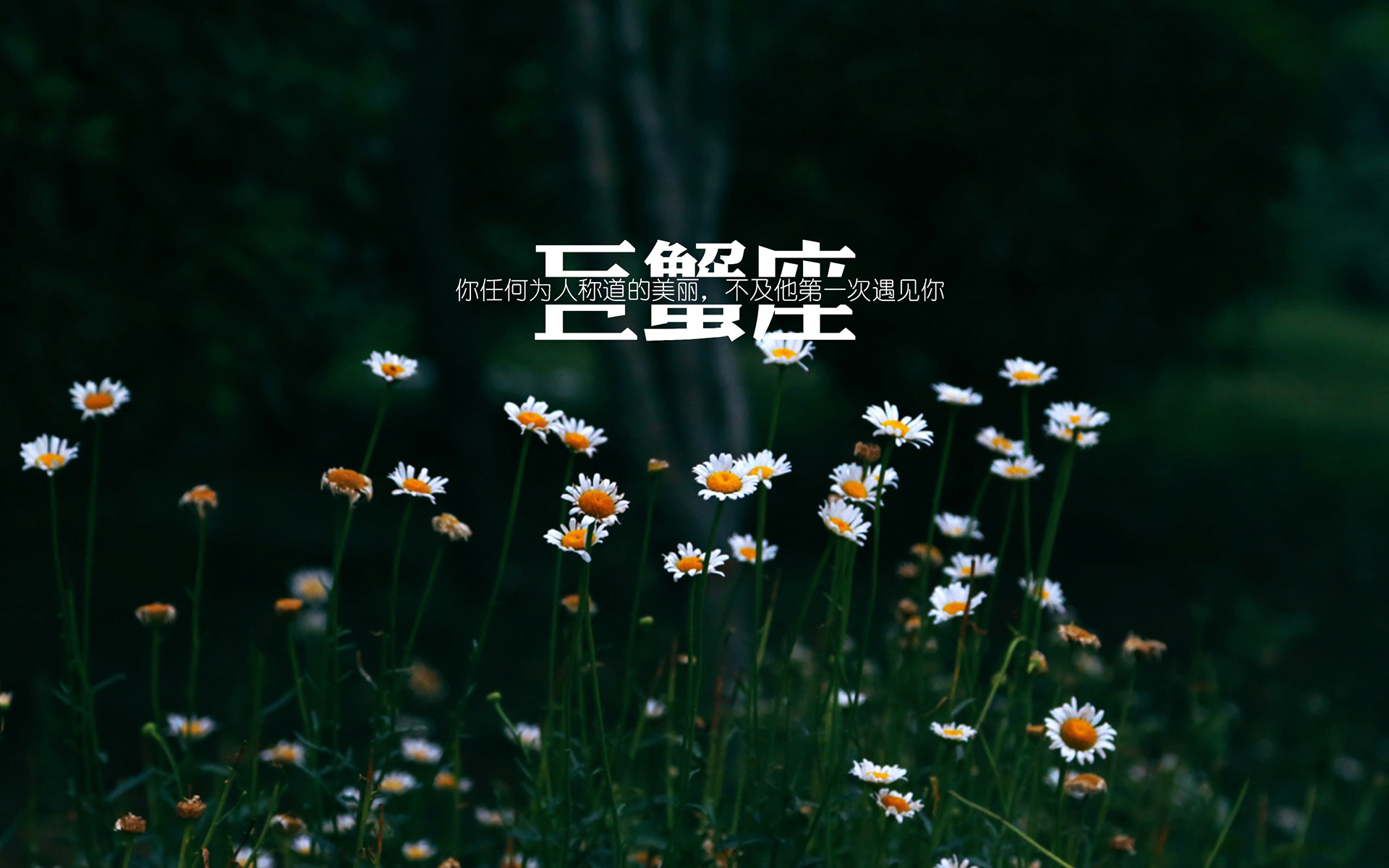 巨蟹座简约文字唯美小清新桌面壁纸