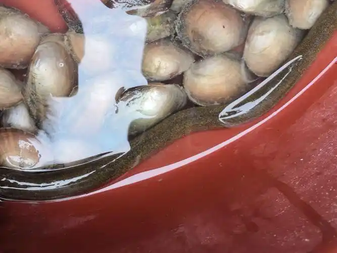 官塘小学～403-齐佳文～和爸爸一起抓河蚌