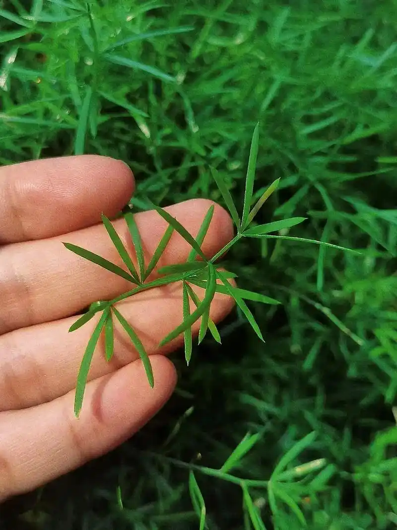 天门冬 ,百合目百合科植物 别名:三百棒,武竹,丝冬,老虎尾 - 抖音