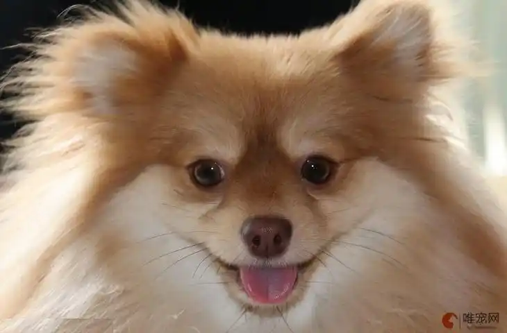 为什么博美有的尖嘴有的圆嘴 哪种更好