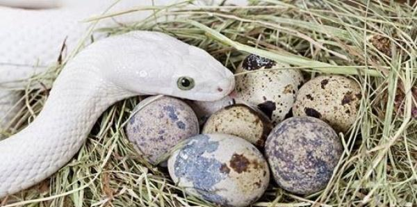 卵子和新生儿的字面意思分别是产卵和活产卵;动物,如爬行动物,鸟类和