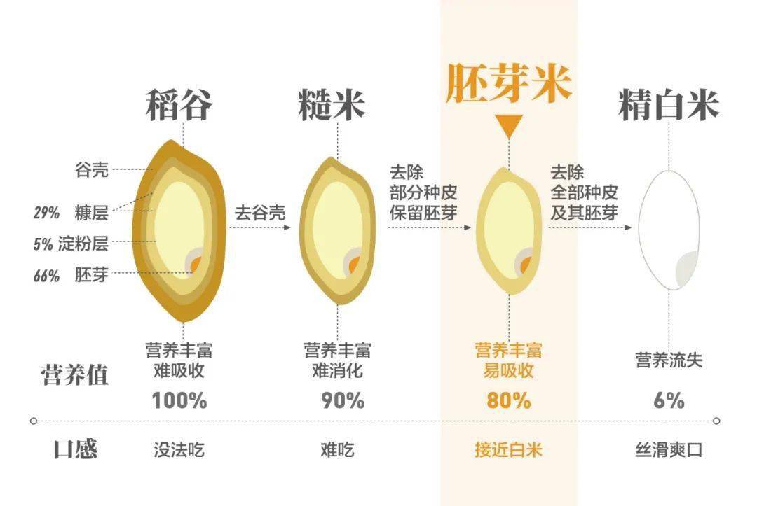 相较精米,胚芽米保留了富含脂肪,蛋白质及维生素的胚,平衡了营养价值