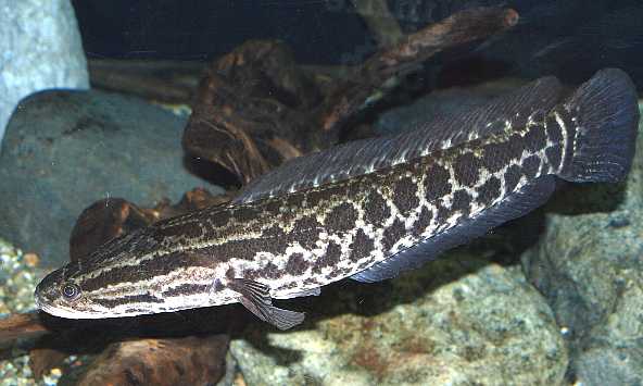 p>斑鳢(学名: i>channa maculata /i>)是鳢科,鳢属鱼类.