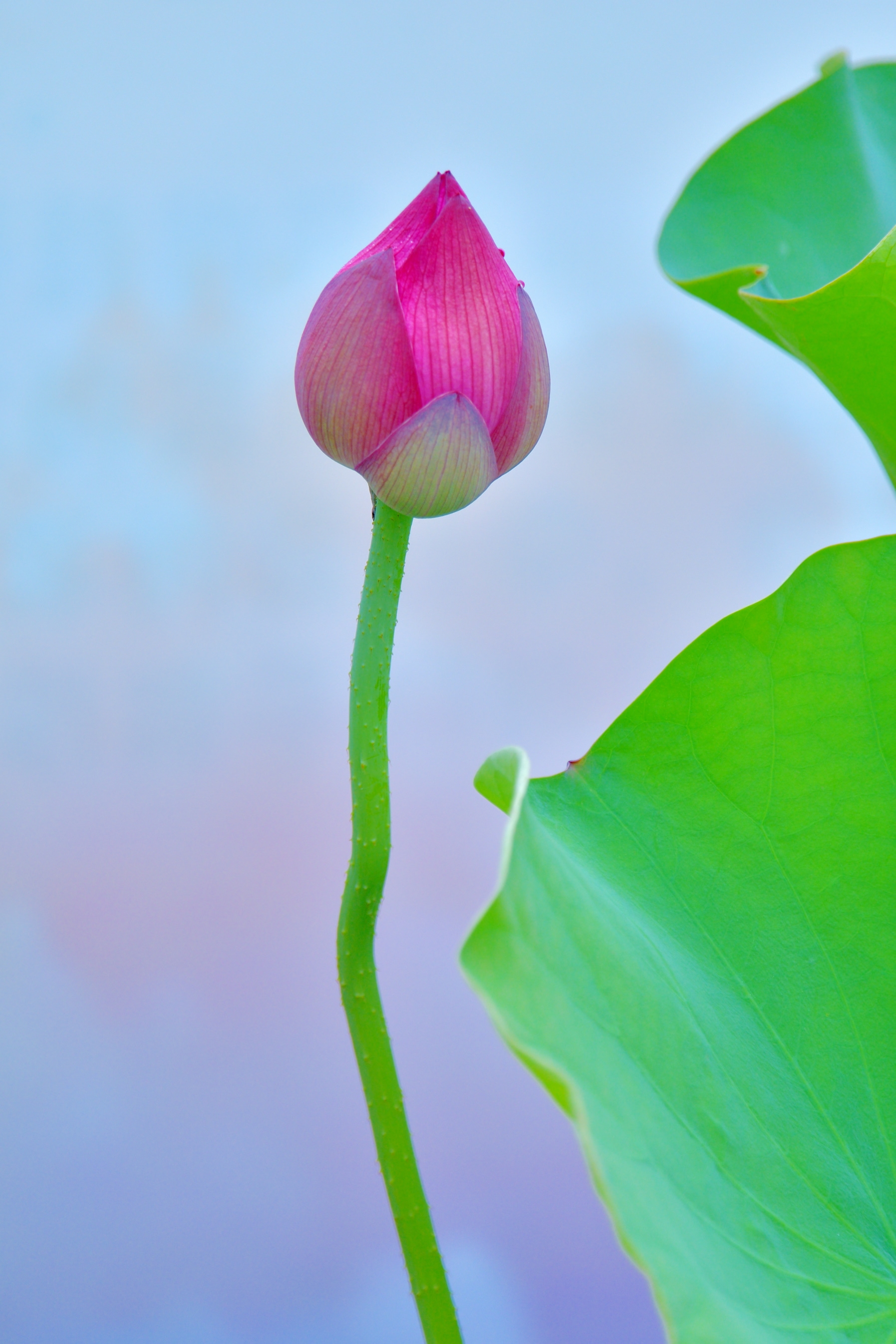 含苞待放的荷花②