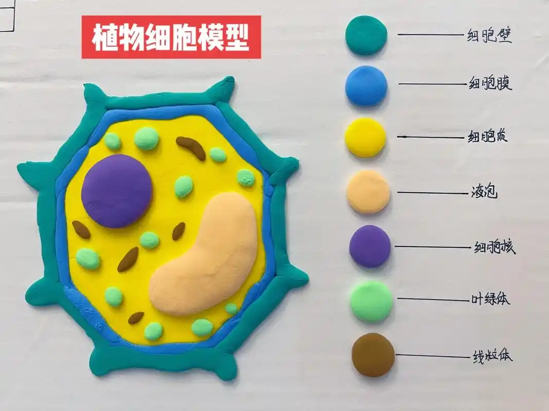 生物作业—植物细胞模型#植物细胞粘土模型 #生物作业 #细胞 - 抖音