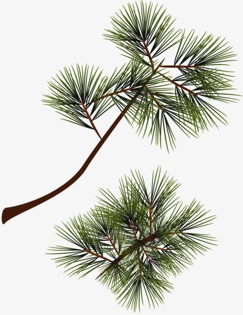 儿童松树叶简笔画视频