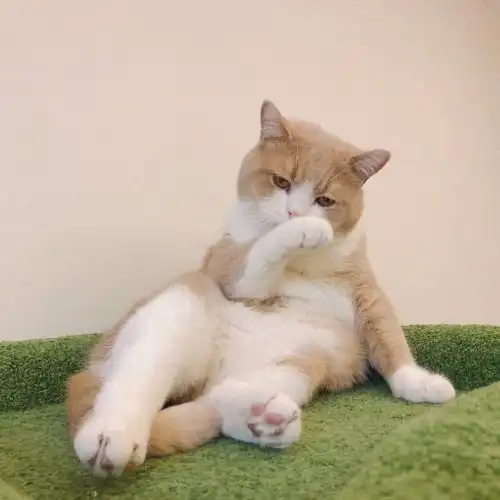 性感在线舔爪的猫咪