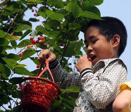 "樱桃经济"送富到乡村
