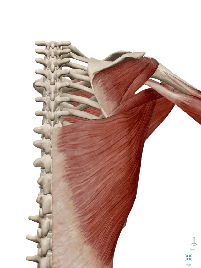 背阔肌是健身猛男的心头好怎么练才算漂亮那你真的要认真看了