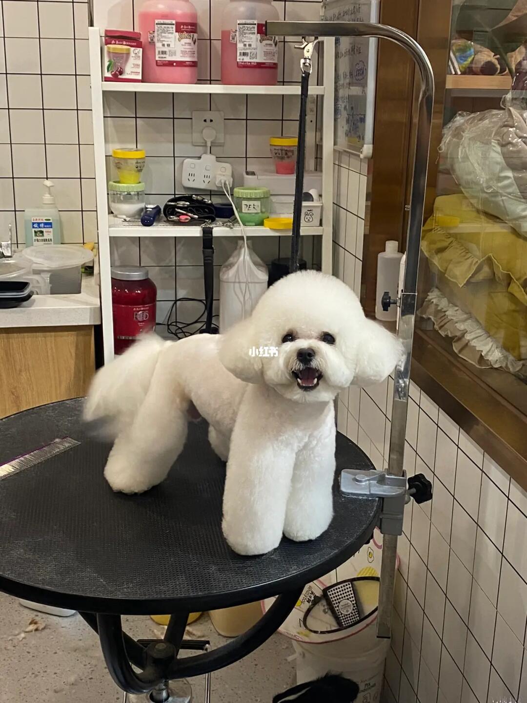 鞍山一家宠物店