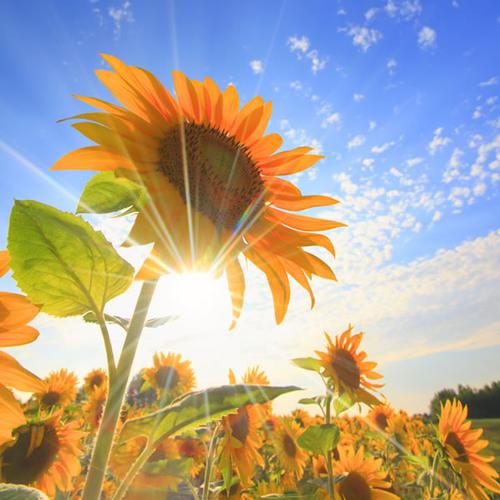 阳光并且充满希望的头像 头像图片大全 -【爱个性】