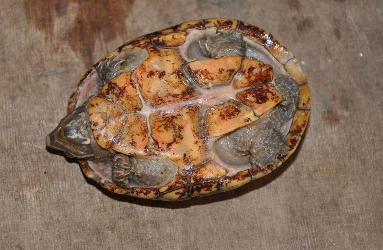 p>麝香龟(学名: i>sternotherus odoratus /i>