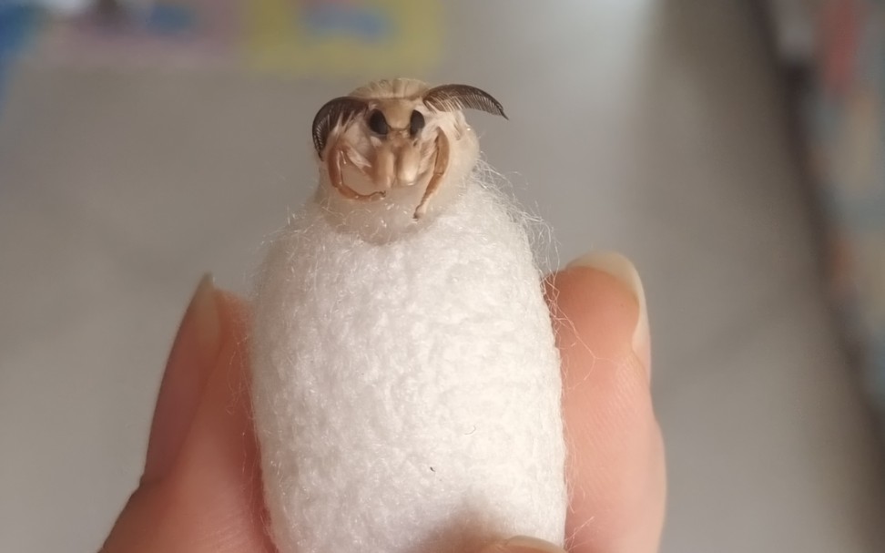 蚕蚕变蛾蛾 出来了