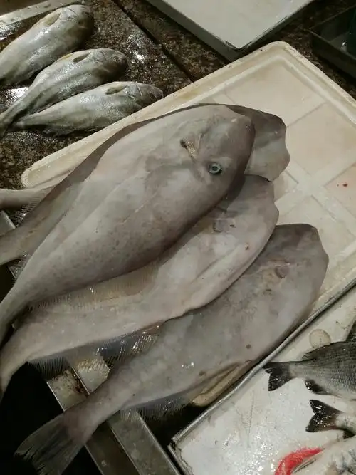 橡皮鱼的功效与作用橡皮鱼肝大可制鱼肝油成食用鱼的禁忌