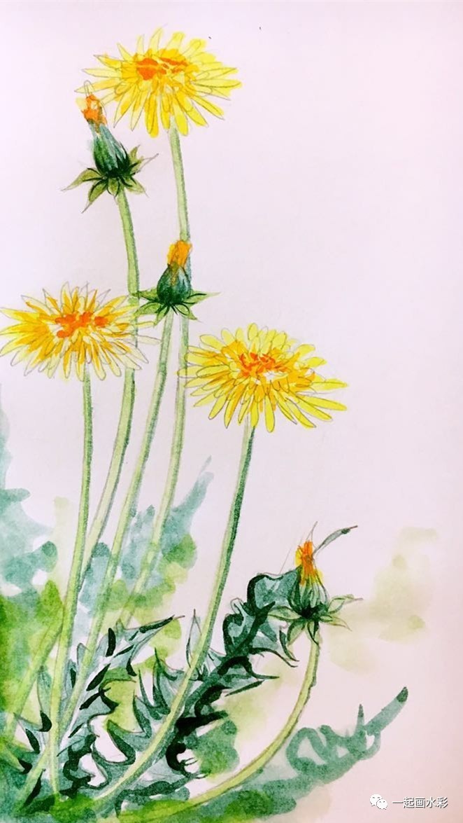 一起画水彩蒲公英的约定