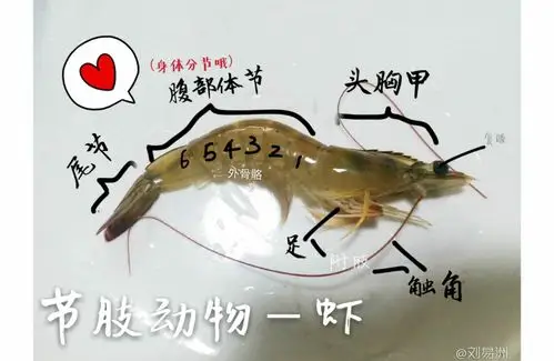 节肢动物——虾(1704刘易洲)