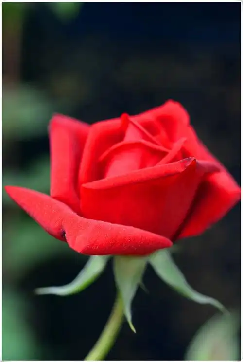 【转载】好一朵美丽的月季花【美图共赏】