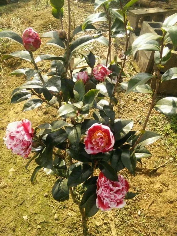 每日一花龙火珠茶花花心中有火焰一般的花蕊