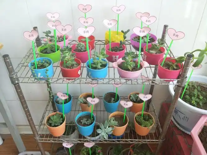 "小角落,大自然"——菜屯镇中心幼儿园植物角评比活动