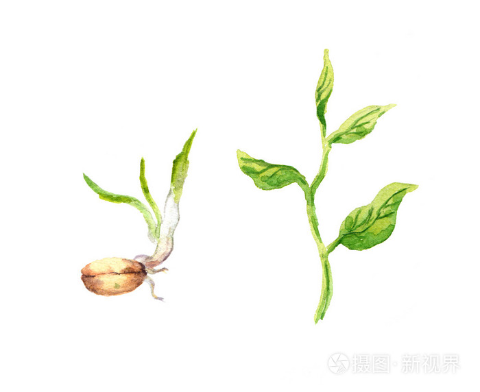 绿色的叶子和种子发芽.水彩