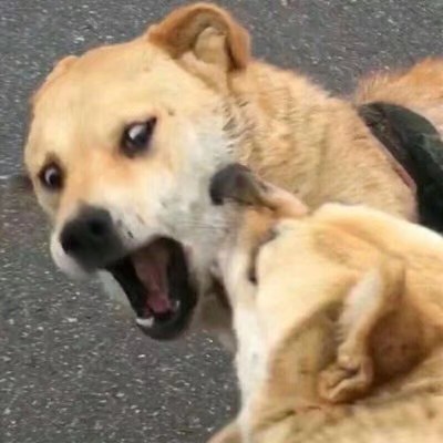 搞笑萌宠情侣头像