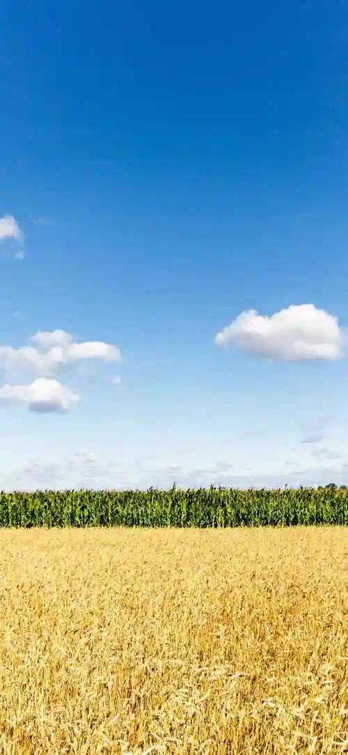 麦田壁纸高清图片大全