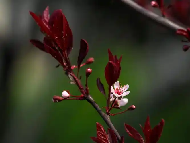 20180409紫叶矮樱-人民公园