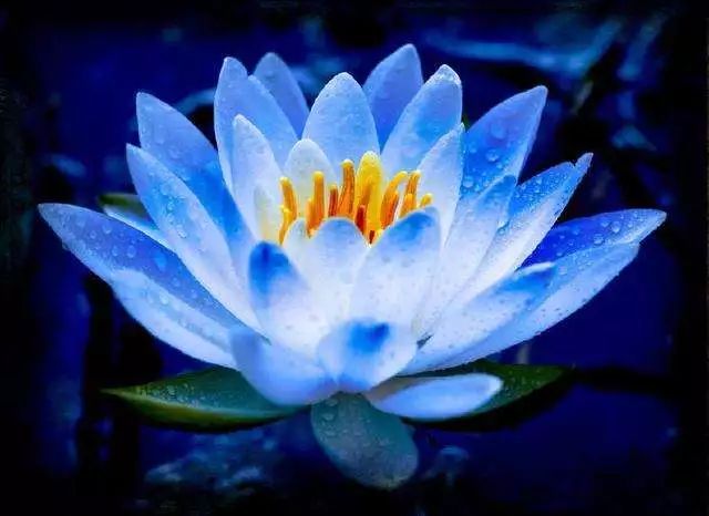 朗诵我是佛前的一朵莲花