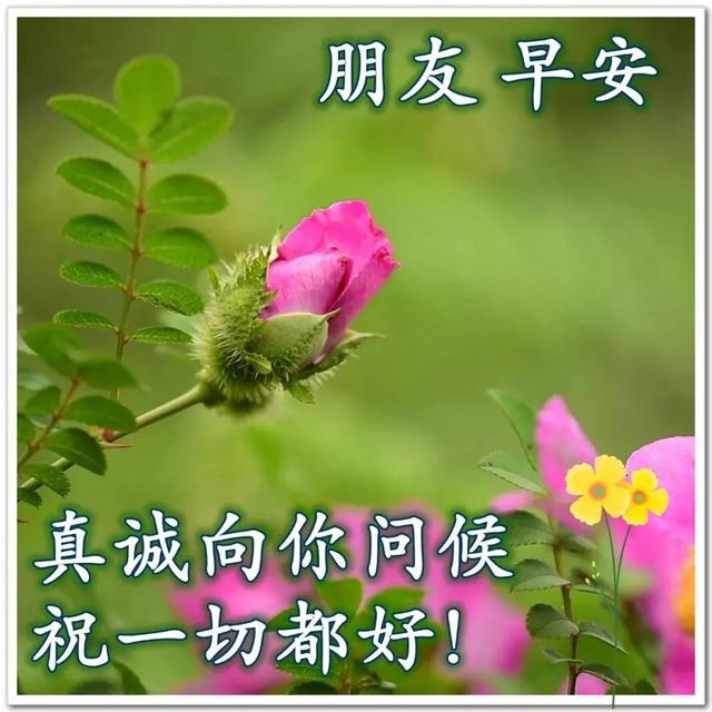 早上好温馨问候语大全 大家早上好祝福语加图片 朋友早晨问候语