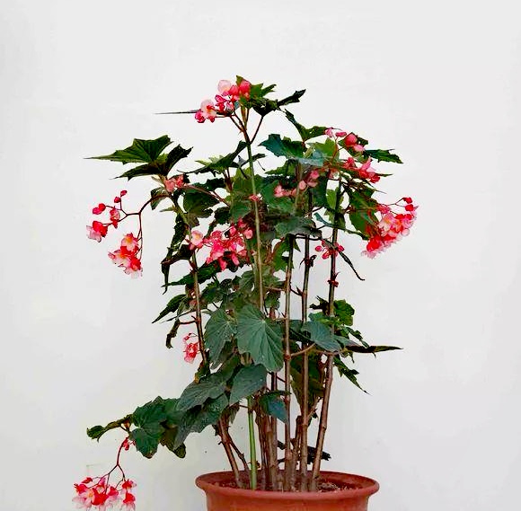 竹节海棠的养殖