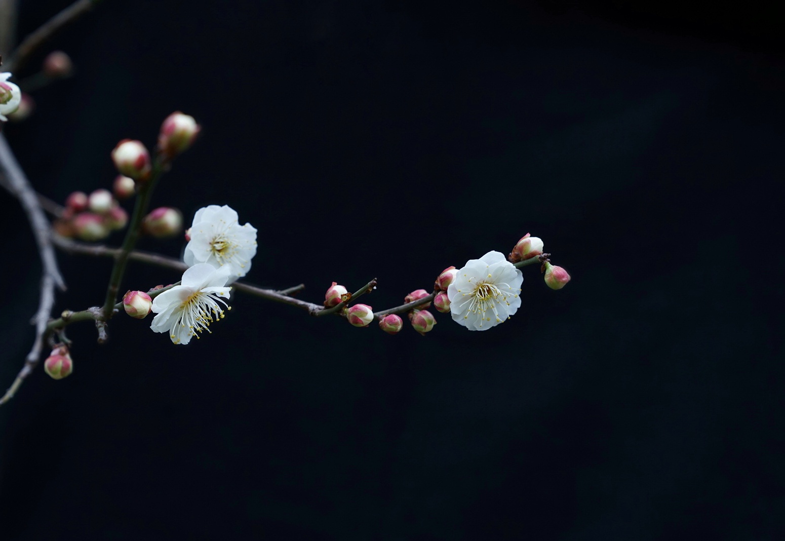 首发一枝梅花迎春来