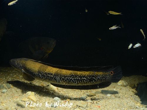 光头流氓之超级五点雷龙鱼