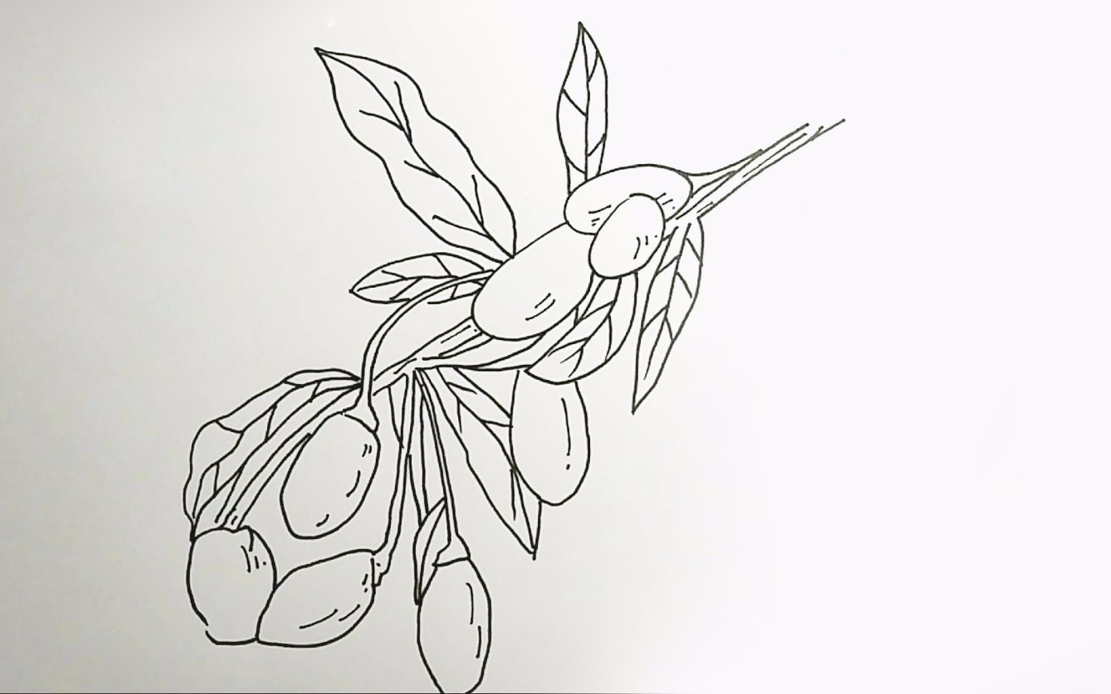 3分钟线描画,用圆珠笔画枸杞!_哔哩哔哩 (゜-゜)つロ 干杯~-bilibili