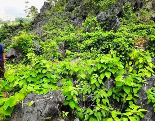 《抗癌原料药材通关藤野生抚育模式构建研究与示范》 项目顺利通过结