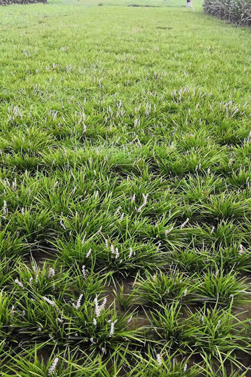 中叶麦冬庭院绿化苗花坛篱笆沿边植物青叶耐寒植物麦冬草四季常青 500
