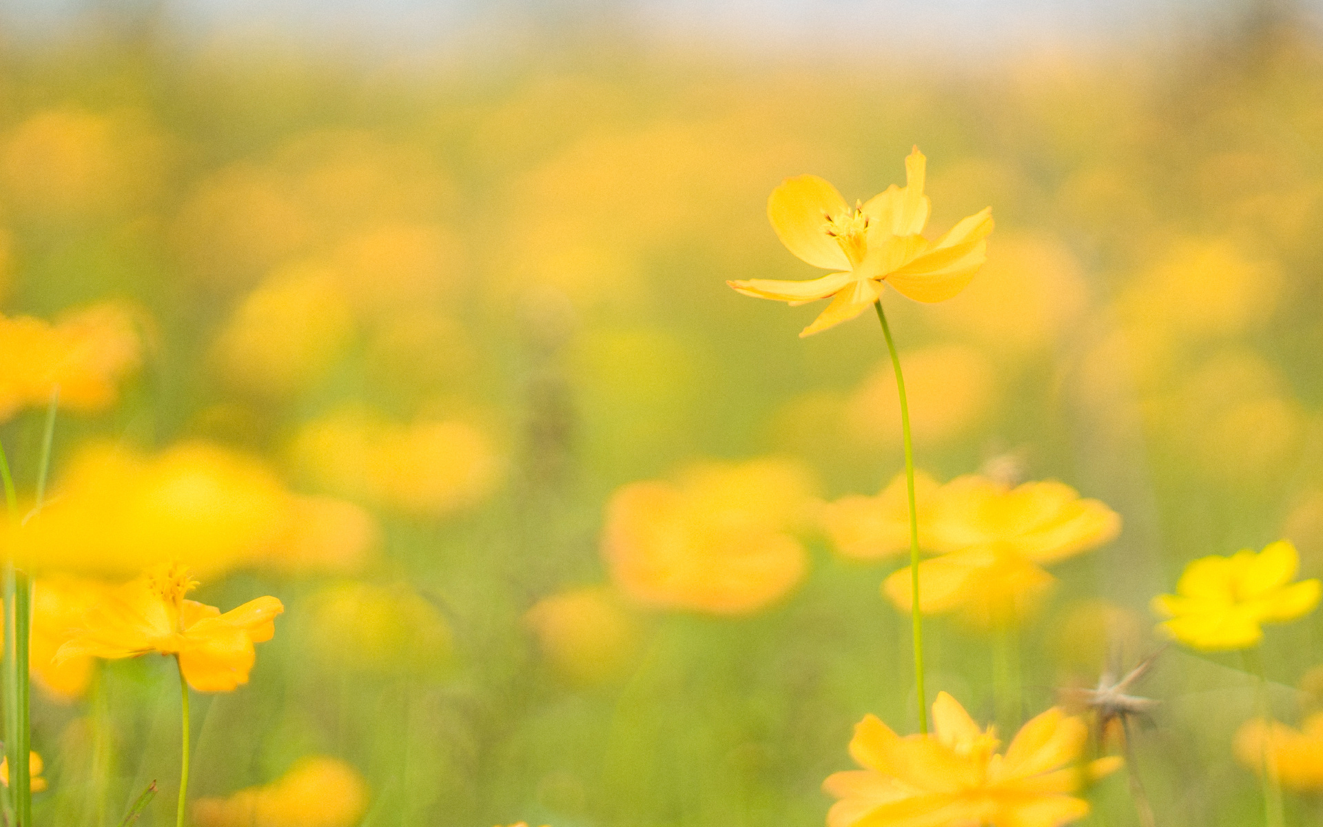 唯美意境高清桌面壁纸图片~~为你的桌面换上一张干净清新简约的壁纸吧