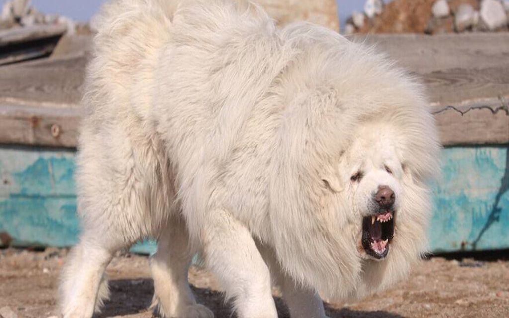 白色藏獒王与野狼的生死对决谁会是最后的胜利者呢