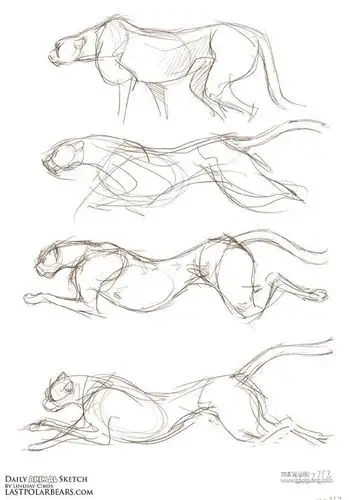 豹子的动态画法过程图,教你如何画奔跑的豹子